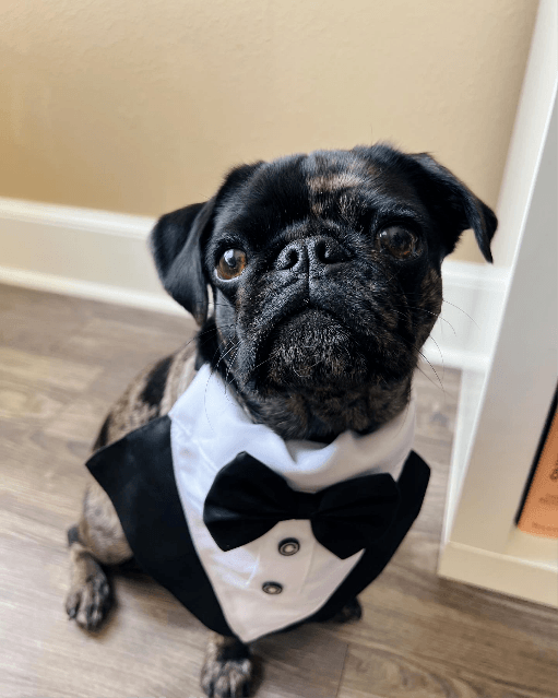 A dog wearing a tuxedo and a bow tie.